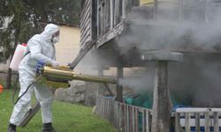 Kahverengi kokarcaya mücadelede 190 bin nokta ilaçlandı