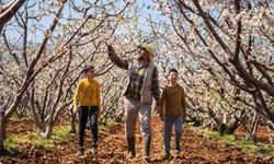 Beyaza bürünen kiraz ağaçları görsel şölen oluşturdu