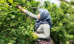 Erik hasadı başladı!