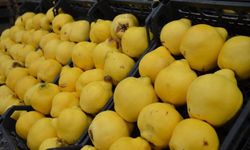 Ayva Kilosu 300 Liraya Dayandı, Tüketim Lüks Oldu