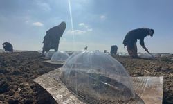 Karacabey Ovası'nda turfanda karpuz ekimi başladı