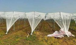 Sultaniye Üzümüne "Fileli" Kalkan