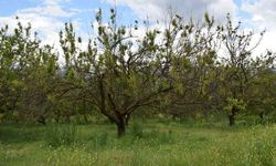 Malatya’da Kayısı Üreticisine Kritik "Monilya" Uyarısı