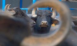 Türkiye’nin Yeni Manda Irkı “Murana” Yüksek Süt Verimiyle Öne Çıkıyor