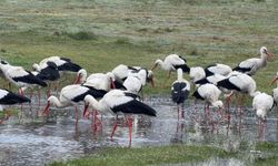 İstanbul'dan her yıl 1 milyon leylek geçiyor