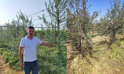 Sarıgöl’de “Bodur Zeytin” Dönemi Başladı: Üreticiye Yeni Gelir Kapısı