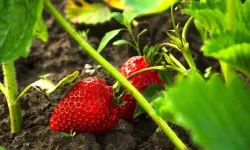 Coğrafi işaretli Köprübaşı çileği altın sezonunu yaşıyor