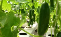 İstanbul’da Şubat Ayının Zam Şampiyonu Salatalık Oldu  4