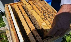 Artvin apiturizmde gelecek vadediyor