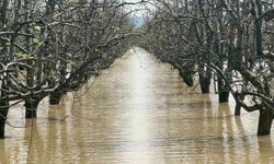 Bursa'da yüzlerce dönüm şeftali ve armut bahçesi su altında