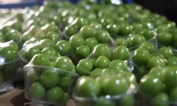 Hatay’da turfanda can eriği Avrupa sofralarına gidiyor