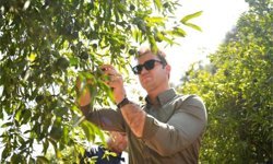 Mandalin üreticisine 5 milyon kazanç