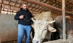 Tonluk 'Paşa' 500 bin liraya alıcısını bekliyor!