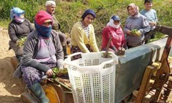 Sarıgöl’de tütün dikimi başladı