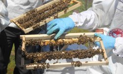Ordu’da arıcılığa “kraliçe” dokunuş: Üretim ve ticaret kapasitesi artacak