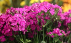 Çiçekçilerde Yaz Hareketliliği: Siparişler Anneler Günü ve Düğün Sezonuyla Artıyor