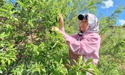 Çağlada bereketli sezon: Fiyatlar üreticiyi memnun etti
