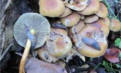 Kahverengi kokarcaya karşı yeni umut: Zehirli mantarlarla biyolojik mücadele