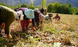 Tarım yatırımlarına yüzde 70’e varan hibe desteği