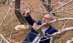 Antep fıstığında kuraklık endişesi geçti