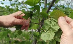 Fındıkta verim düşüklüğü maliyeti artırıyor