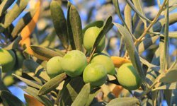 Bir kilogram zeytin için 6798 litre suya ihtiyaç duyuluyor