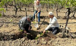 TARİŞ’ten bağlara yakın takip