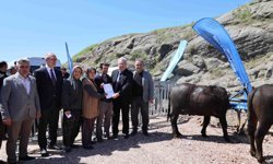 Kocaeli'deki manda yetiştiricilerine 3,4 milyon liralık destek