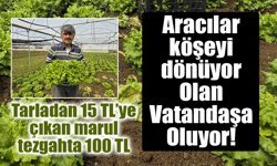 Tarladan 15 TL’ye çıkan marul tezgahta 100 TL: Üretici aracılardan şikayetçi