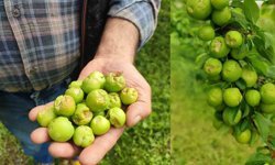 Silifke’de dolu vurgunu: Tarım arazilerinde hasar tespit çalışmaları başladı