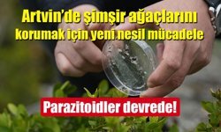 Artvin’de şimşir güvesine karşı biyolojik mücadele!