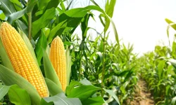 Mısırda ithalat kapısı açıldı: Fiyat artışlarına karşı yeni adım