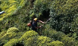 Yaş çay sezonuna sayılı günler kala üreticiler hazırlıklarını sürdürüyor