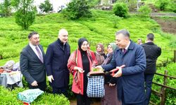 Trabzon'da yaş çay sezonu dualarla açıldı