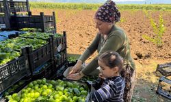 İznik Ovasında "Var Yılı": Rekolte 4 Katına Çıktı
