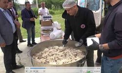 Bafra Ovası'nda çeltik mesaisi başladı: Üretimin kalbi yine Bafra