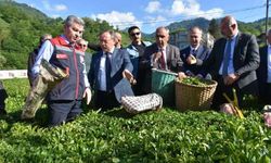 Artvin'de çay sezonu açıldı