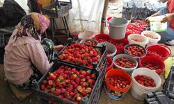 Organik çilek üreticileri pazar için destek bekliyor
