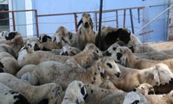 Kurban pazarında sessizlik: Satıcılar son günleri bekliyor
