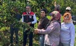 Kayısı bahçelerinde hasat başladı