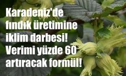 Fındıkta Kırmızı Alarm: Karadeniz İçin Ezber Bozan 'Sulama' Uyarısı!