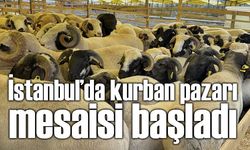 Kurban pazarlarında hareketlilik başladı: İstanbul’a binlerce kurbanlık giriş yaptı