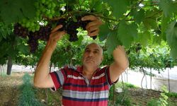 Mersin'de turfanda üzüm hasadı başladı