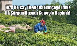 Rize'de Çay Üreticisi Bahçeye İndi: İlk Sürgün Hasadı Güneşle Başladı!