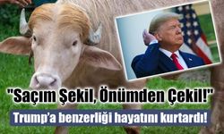 Sarı Saçları Hayatını Kurtardı: 'Trump' Lakaplı Albino Manda Koruma Altına Alındı