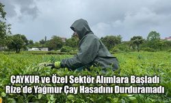 Doğu Karadeniz’de Yağmura Rağmen Çay Mesaisi Sürüyor!