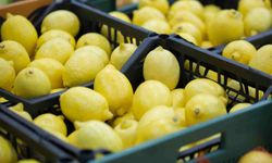 Türkiye’nin limon ihracatı 500 milyon dolara koşuyor