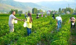 Tarladan yemek serbest, götürmek ücretli