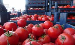 Domates Bolluğu Fiyatları Dibe Çekti: Kilogramı 15 TL’ye Kadar Geriledi