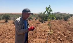 Şanlıurfa’da fıstık aşılama dönemi başladı